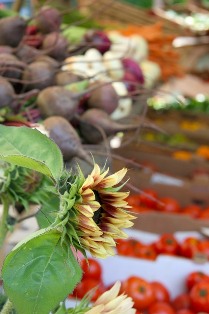 Chris Adams Market Sunflowers