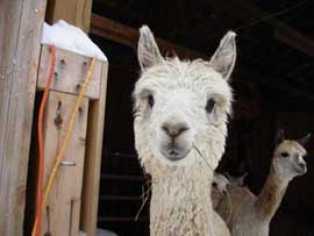 Alpaca