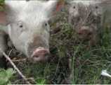 piggies