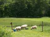 Clun Forest ewes