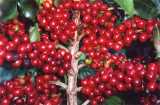 vermontkingdomcoffeeroaster.com
