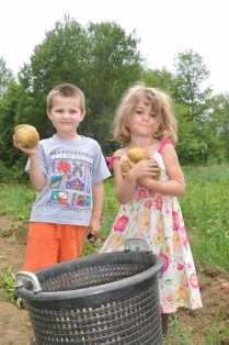 Potato Harvest