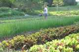crop upkeep