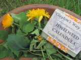 Market Garden