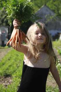Baby carrots well on their way