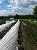 Vermont Tech's Vegetable Production Plot