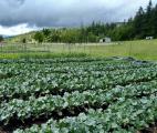 Fat Cat Farm in Dexter