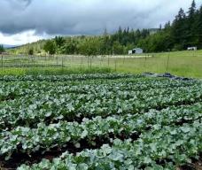 Fat Cat Farm in Dexter, OR