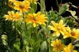 Yellow Flowers-Chris Adams