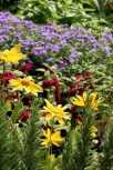 Herbs and Flowers_Chris Adams