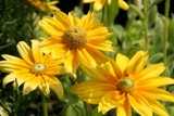 Chris Adams-Yellow Flowers