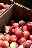 Farmers Market Apples