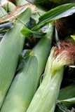 Sweet Corn-Chris Adams