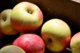 Apples boxed_Chris Adams