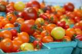 Tomatoes-Chris Adams