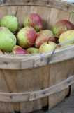 Pear Basket-Chris Adams