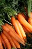 Carrots-Chris Adams