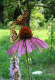 Butterfly-Chris Adams